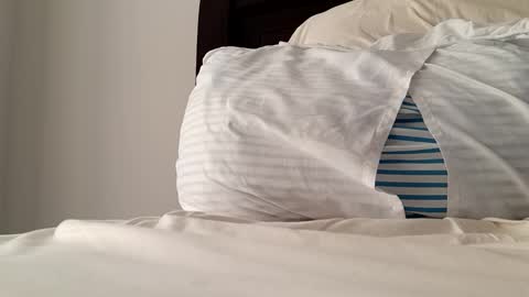 2022felipe online show from December 2024 08:18:02 PM