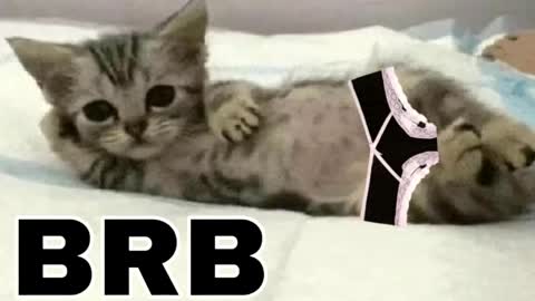 Snapshot of _meowmiko__ chatting on April 2026 08:04:02 PM miko3 online show from April 2026 08:04:02 PM