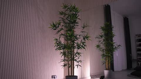 Alexa online show from January 2025 09:39:02 AM