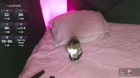 alahia online show from January 2025 02:17:01 AM