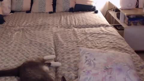 Snapshot of alessandra_foxy chatting on February 2025 02:20:02 PM Sandra online show from February 2025 02:20:02 PM