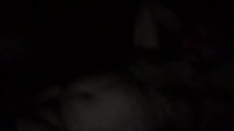 Snapshot of alfali chatting on December 2025 10:08:02 PM alfali online show from December 2025 10:08:02 PM