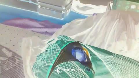 HoneyMelonGuy online show from January 2025 03:16:02 AM