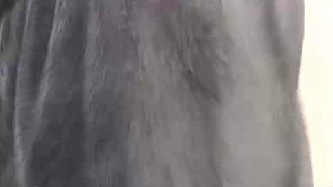 Snapshot of assiology11 chatting on February 2025 04:15:02 PM Assiology online show from February 2025 04:15:02 PM