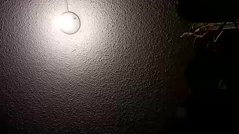 Snapshot of before_the_dawn chatting on October 2025 02:23:01 AM Demian online show from October 2025 02:23:01 AM