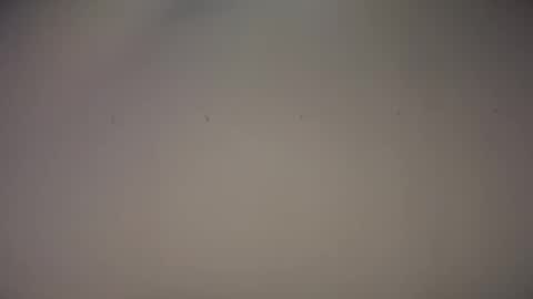 Biff Beaverhousen online show from November 2025 11:34:01 AM