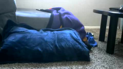 Snapshot of bigboybigbutt69 chatting on May 2026 11:00:01 PM bigboybigbutt69 online show from May 2026 11:00:01 PM