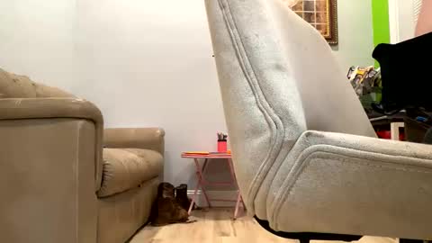 Snapshot of bigeddie88 chatting on September 2025 11:52:02 PM bigeddie88 online show from September 2025 11:52:02 PM