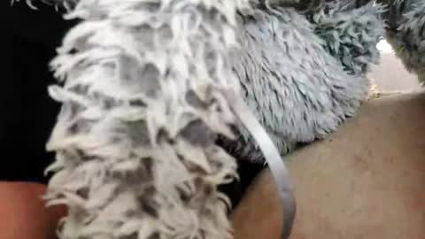 Bomberto online show from February 2025 01:55:01 PM