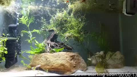 Booker Baxton online show from December 2024 04:11:01 AM