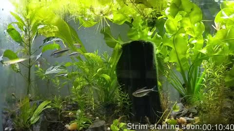 Booker Baxton online show from January 2025 03:57:01 AM