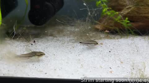 Booker Baxton online show from January 2025 04:05:01 AM