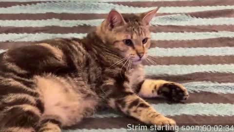 Booker Baxton online show from February 2025 04:07:02 AM