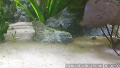 Booker Baxton online show from March 2025 03:02:02 AM