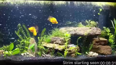 Booker Baxton online show from October 2025 03:01:02 AM