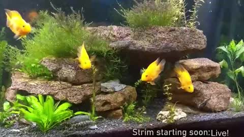 Booker Baxton online show from November 2025 04:12:01 AM