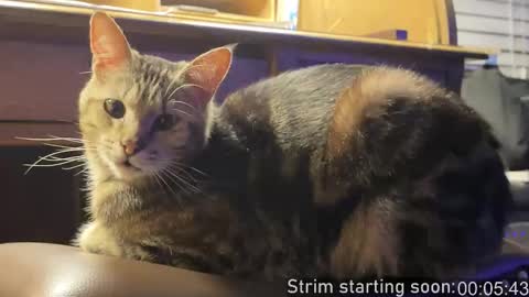 Booker Baxton online show from February 2026 04:06:01 AM