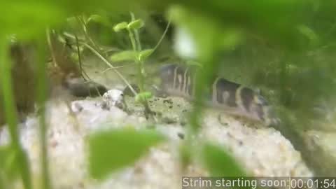 Booker Baxton online show from February 2026 04:09:02 AM