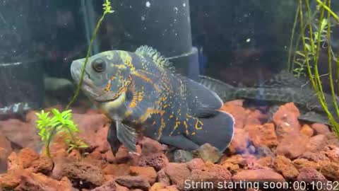 Booker Baxton online show from March 2026 02:59:01 AM