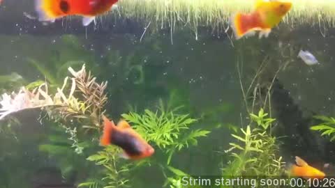 Booker Baxton online show from April 2026 02:56:01 AM