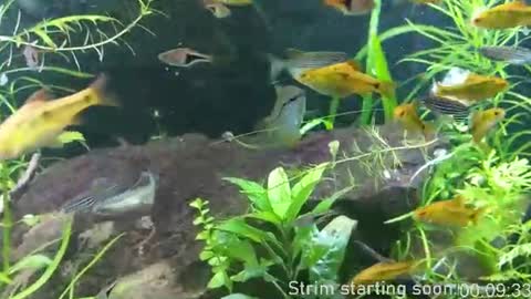 Booker Baxton online show from July 2026 03:00:02 AM