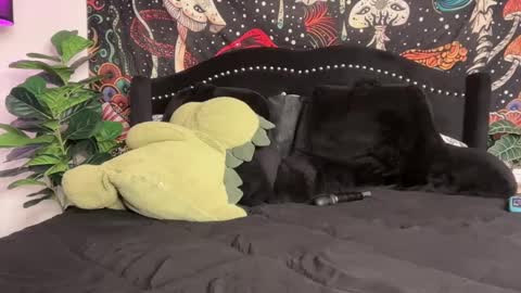 Puddin online show from September 2025 12:01:02 AM