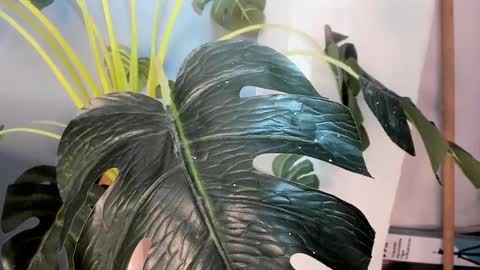 Camillo Virgil online show from October 2025 11:02:01 AM