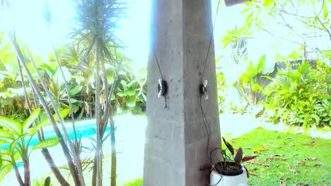 Hello my name is Cassie and my friend Nilo is also here online show from February 2026 01:12:01 AM