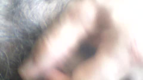 castells online show from June 2026 02:38:01 PM