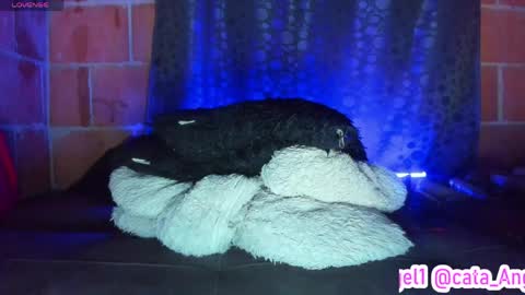 Snapshot of cata_angel1 chatting on April 2026 12:09:02 AM Cata Angel online show from April 2026 12:09:02 AM