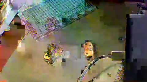 chubbyboy1986 online show from October 2025 10:01:01 PM