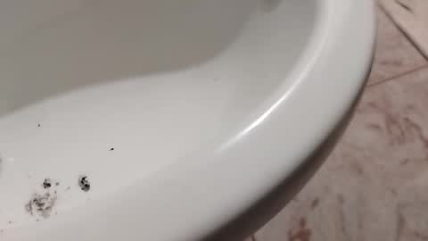 ciccilli online show from November 2025 10:23:02 PM