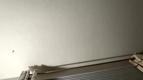 daddyweis online show from May 2026 01:55:01 AM