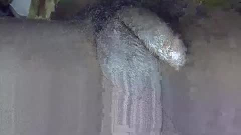 GIANT  Lamar  72 ft  tall  with a  10 inches  BBC   hard quick cumshot in private show lets go online show from June 2026 03:17:01 PM