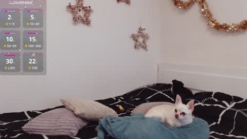 Snapshot of demiamour chatting on December 2024 10:50:01 AM Demi. not your babybabebb and other shit online show from December 2024 10:50:01 AM