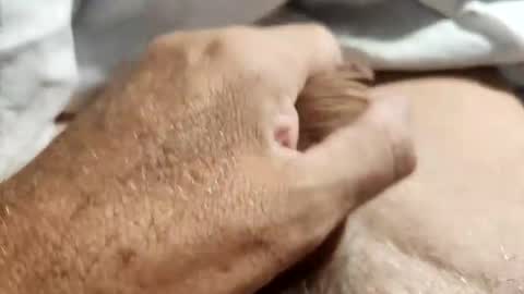 dockydick online show from October 2025 12:00:01 AM