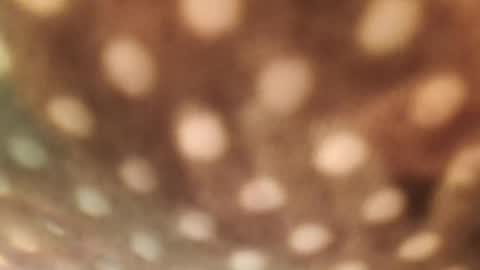 Snapshot of doggydaddi chatting on January 2025 06:33:01 AM Alex online show from January 2025 06:33:01 AM