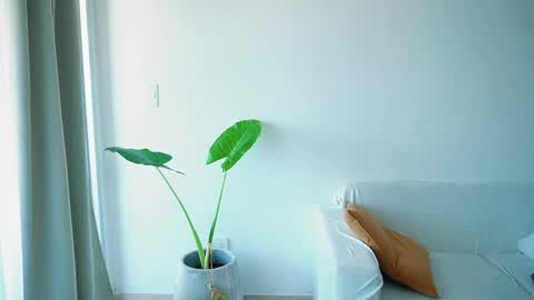 Donatella online show from March 2026 11:27:01 AM