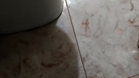 dthedog12 online show from October 2025 09:48:02 PM