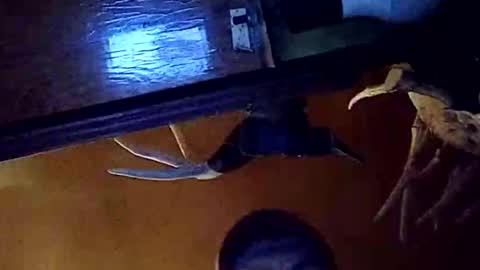 Snapshot of dukester36 chatting on May 2026 03:46:01 AM dukester36 online show from May 2026 03:46:01 AM