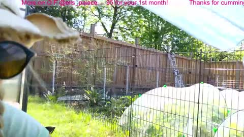 Ella Bella Bo Bella online show from June 2026 02:19:02 PM