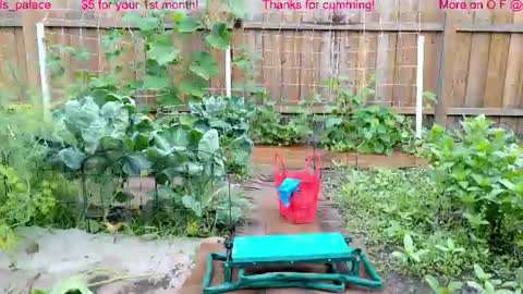 Ella Bella Bo Bella online show from July 2026 01:47:02 PM