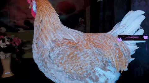 Snapshot of erotic_dessire chatting on January 2025 11:34:02 PM Eve online show from January 2025 11:34:02 PM