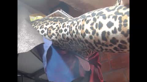 Eskela911 online show from March 2026 05:00:02 AM