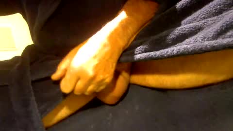 fastoys aka ...what ever.. online show from March 2026 02:32:01 PM