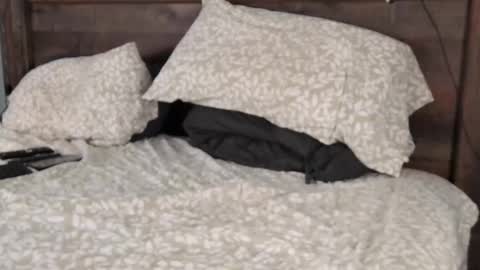 FloridaBearLive online show from February 2025 10:52:02 PM