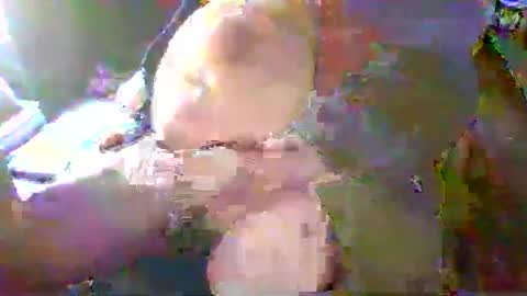 Snapshot of forestcat69 chatting on January 2025 05:15:01 PM Terry Bangcock online show from January 2025 05:15:01 PM