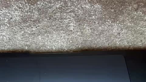 Snapshot of freaky__athena chatting on February 2026 09:15:02 PM athena online show from February 2026 09:15:02 PM