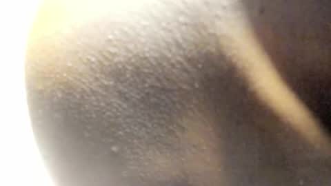 Kandy online show from March 2026 08:09:01 AM