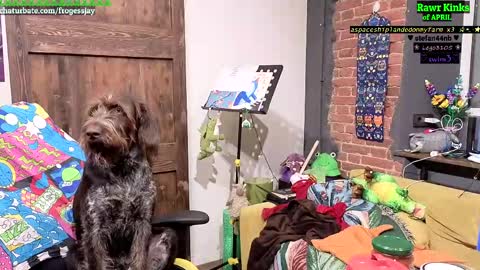   Jaywise Frogfoot  online show from April 2026 08:13:02 PM